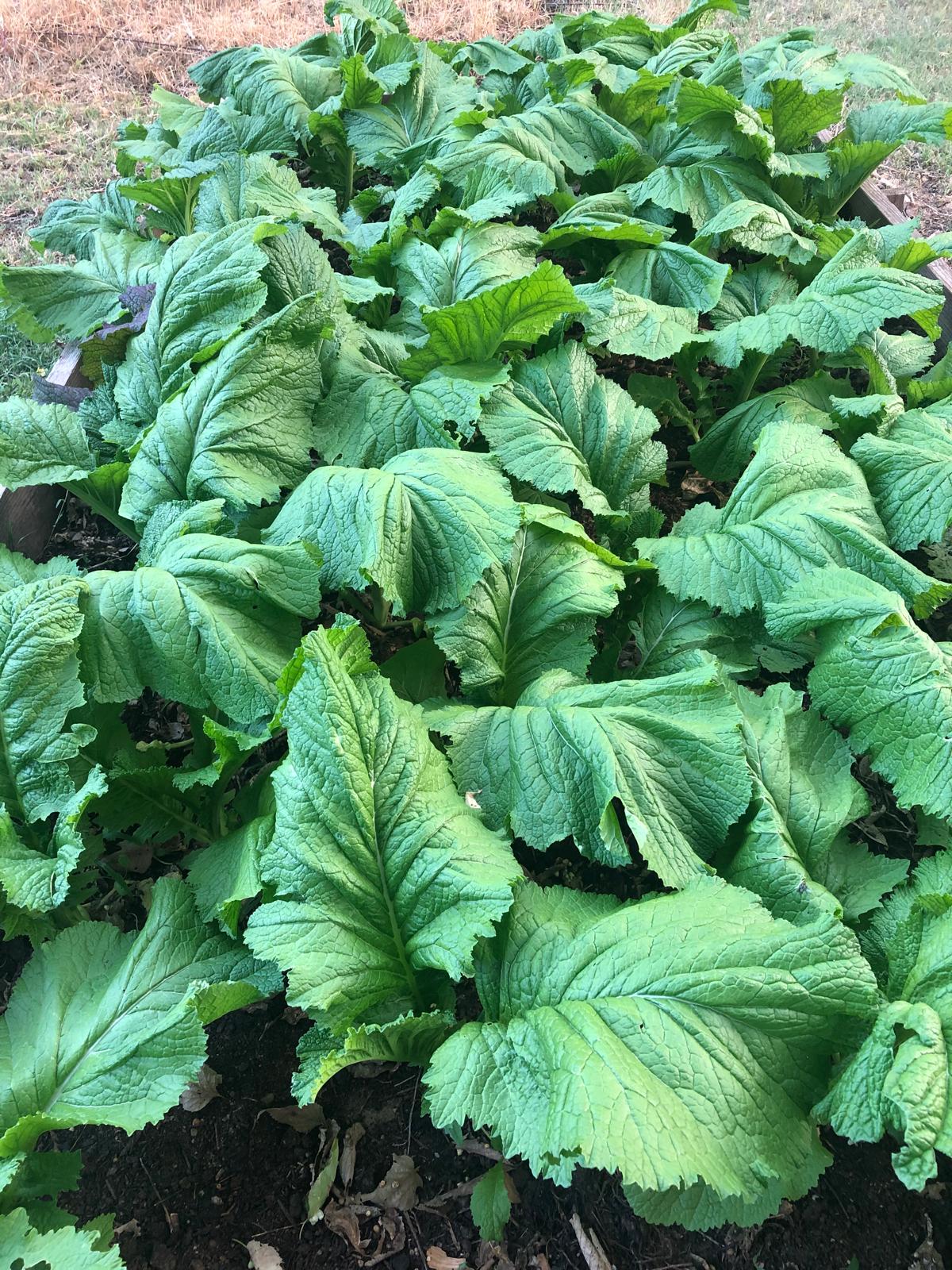 Farm image 50